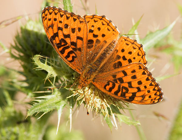 Atlantis Fritillary Speyeria atlantis Butterfly