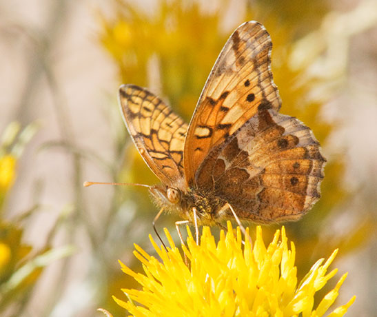 Variegated Fritillary Euptoieta claudia