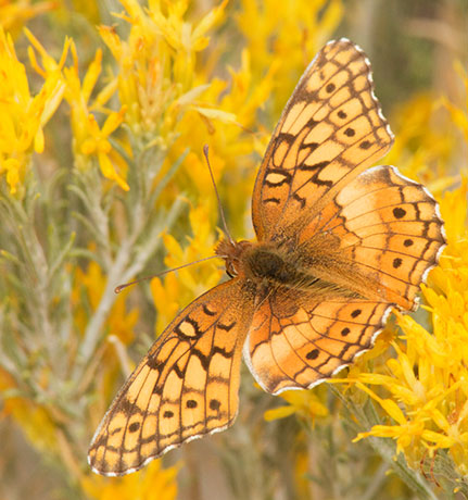 Variegated Fritillary Euptoieta claudia