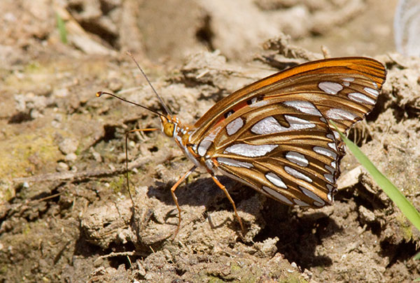 Gulf Fritillary Agraulis vanillae Butterfly