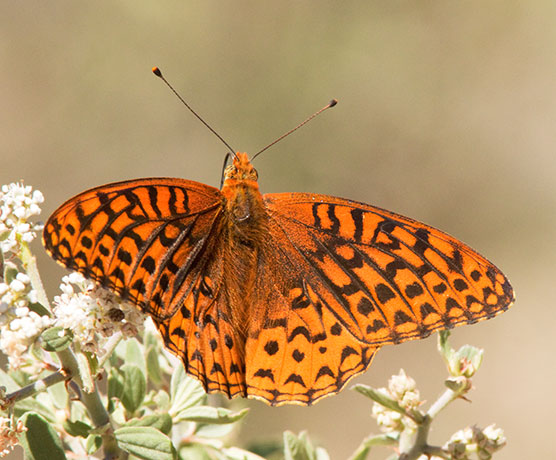 Atlantis Fritillary Speyeria atlantis Butterfly