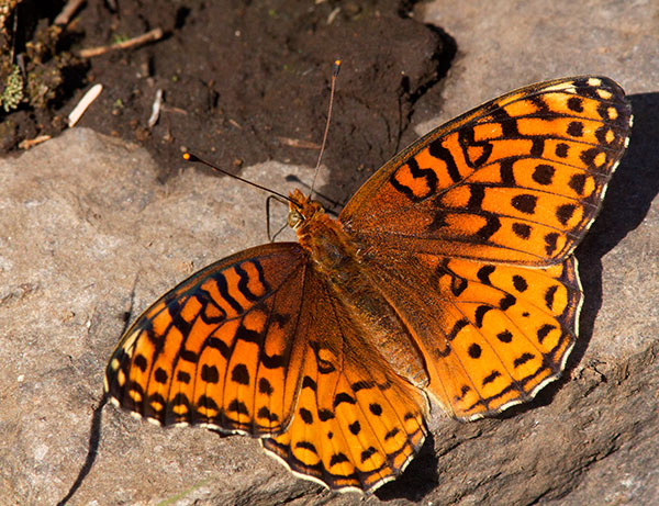 Atlantis Fritillary Speyeria atlantis Butterfly