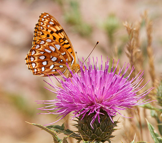 Atlantis Fritillary Speyeria atlantis Butterfly