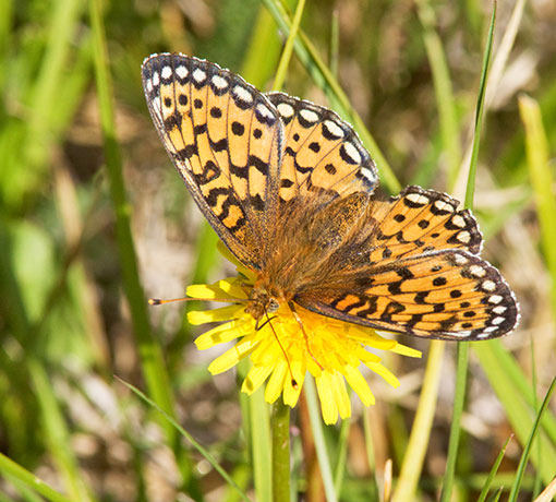 Mormon Fritillary Speyeria mormonia