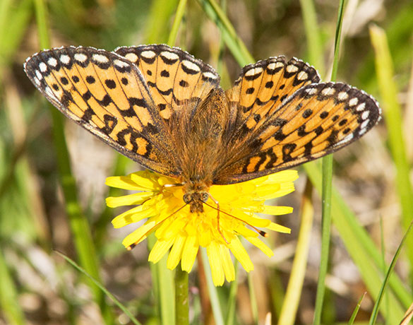 Mormon Fritillary Speyeria mormonia