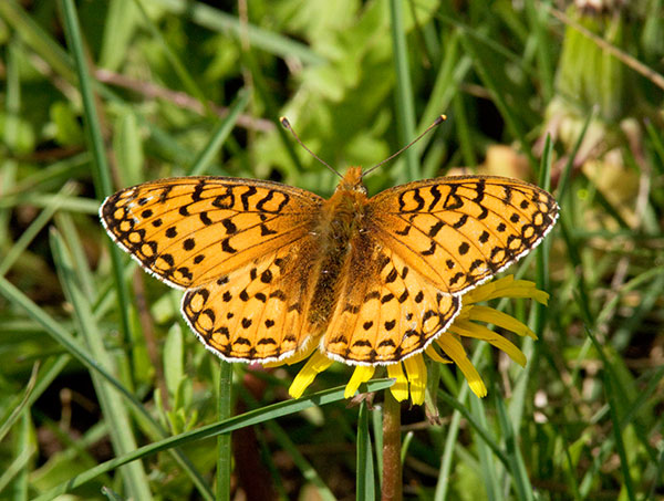 Mormon Fritillary Speyeria mormonia