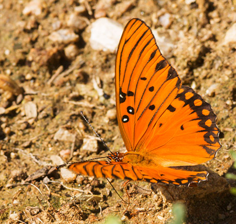 Gulf Fritillary Agraulis vanillae Butterfly