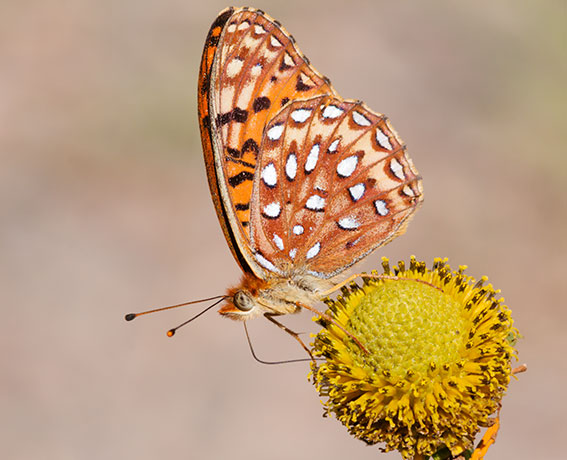 Atlantis Fritillary Speyeria atlantis Butterfly