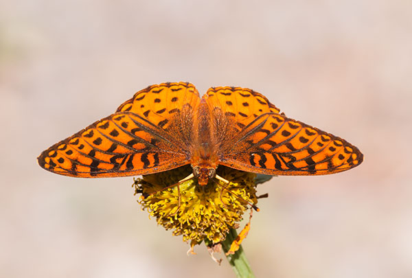 Atlantis Fritillary Speyeria atlantis Butterfly