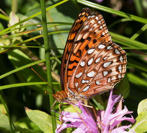 Atlantis Fritillary Speyeria atlantis Butterfly