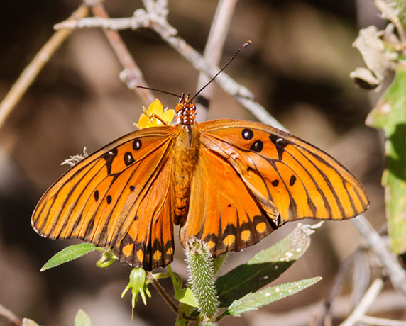 Gulf Fritillary Agraulis vanillae Butterfly