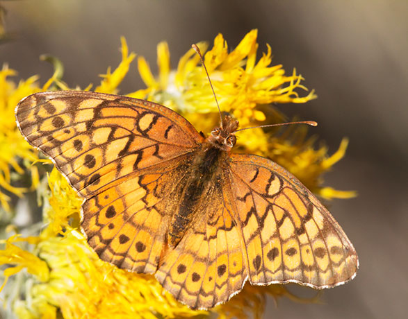 Variegated Fritillary Euptoieta claudia
