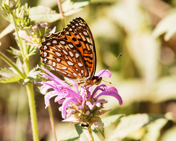Atlantis Fritillary Speyeria atlantis Butterfly