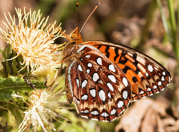 Aphrodite Fritillary Speyeria aphrodite Butterfly