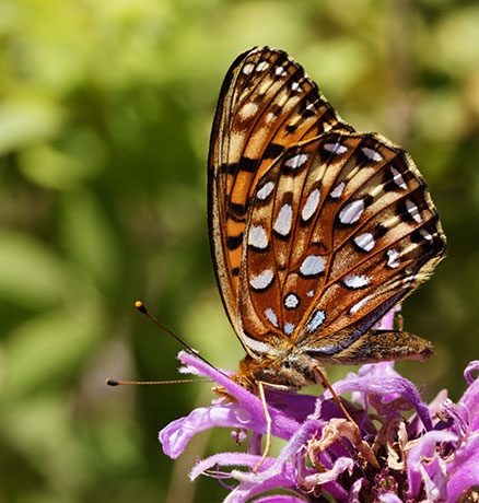 Atlantis Fritillary Speyeria atlantis Butterfly
