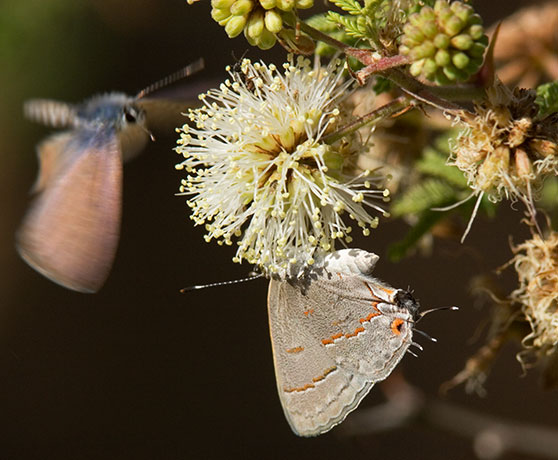Gray Hairstreak Strymon melinus Butterfly