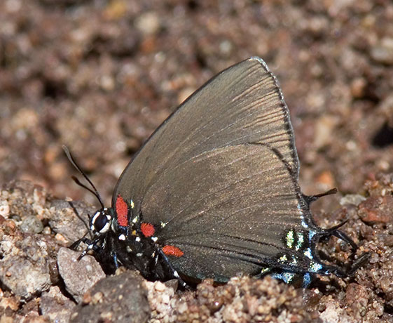 Great Purple Hairstreak Atlicies halesus Butterfly