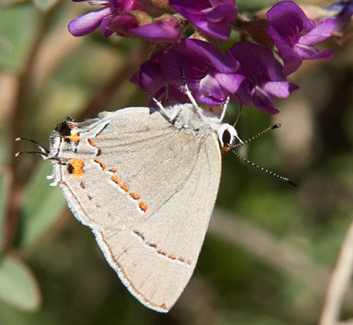 Gray Hairstreak Strymon melinus Butterfly