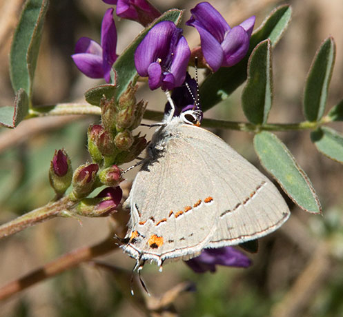 Gray Hairstreak Strymon melinus Butterfly