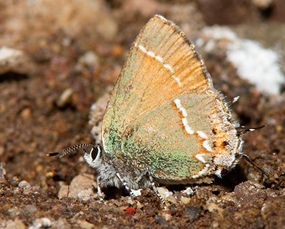Siva Juniper Hairstreak Callophrys gryneus Butterfly