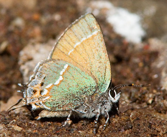Siva Juniper Hairstreak Callophrys gryneus Butterfly