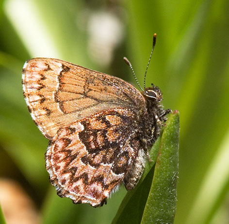 Western Pine Elfin Callophrys eryphon Butterfly