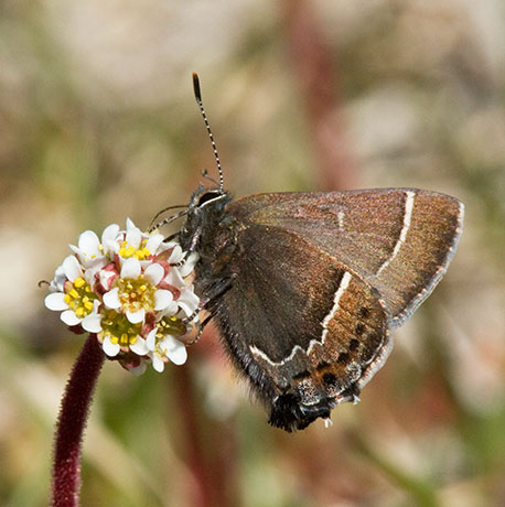 Thicket Hairstreak Callophrys spinetorum Butterfly