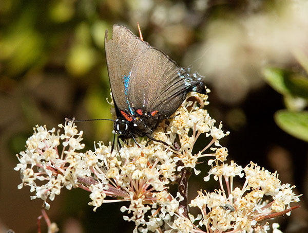 Great Purple Hairstreak Atlicies halesus Butterfly