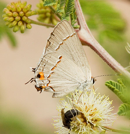 Gray Hairstreak Strymon melinus Butterfly