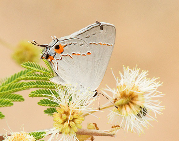 Gray Hairstreak Strymon melinus Butterfly
