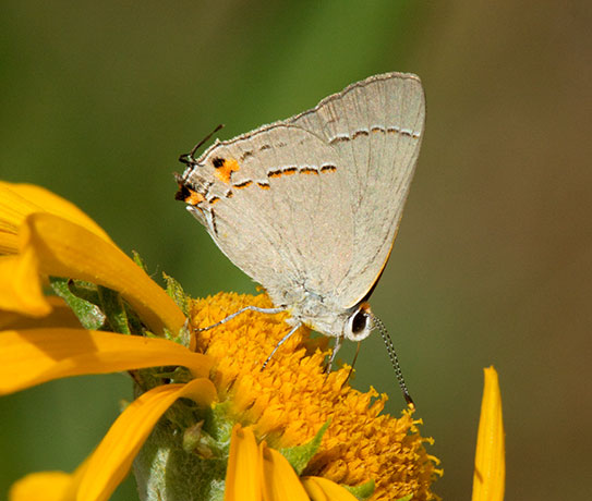 Gray Hairstreak Strymon melinus Butterfly