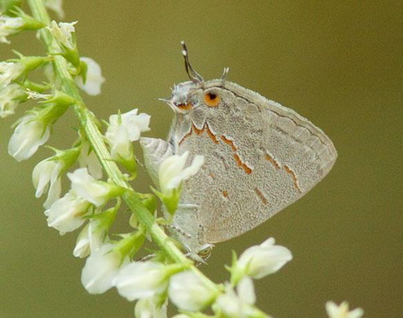 Gray Hairstreak Strymon melinus Butterfly