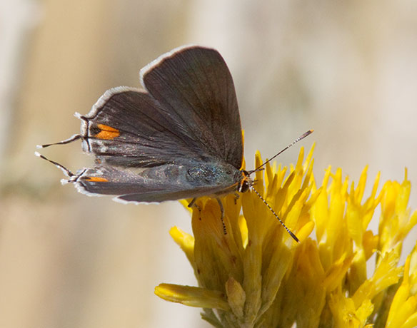 Gray Hairstreak Strymon melinus Butterfly