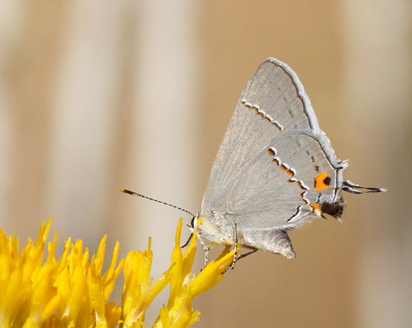 Gray Hairstreak Strymon melinus Butterfly