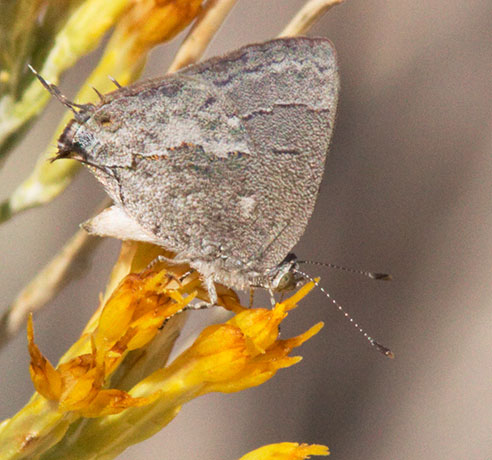 Leda Ministreak Ministrymon leda Butterfly