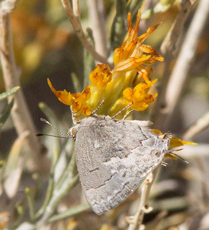 Leda Ministreak Ministrymon leda Butterfly