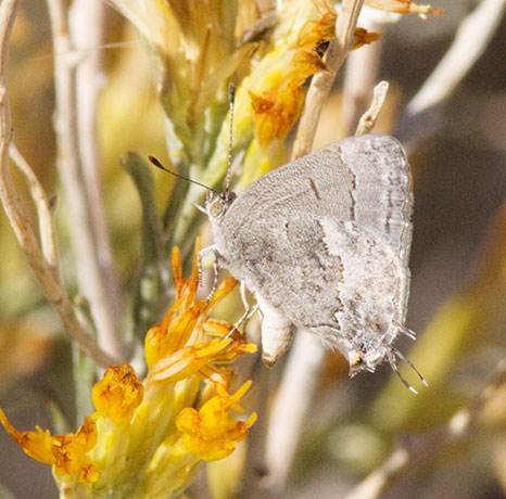 Leda Ministreak Ministrymon leda Butterfly