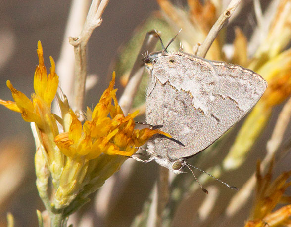 Leda Ministreak Ministrymon leda Butterfly