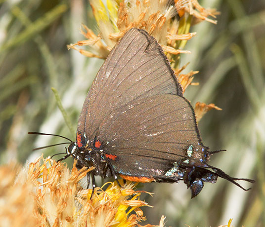 Great Purple Hairstreak Atlicies halesus Butterfly