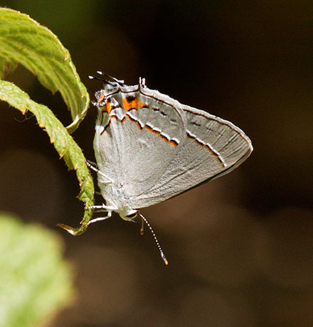 Gray Hairstreak Strymon melinus Butterfly