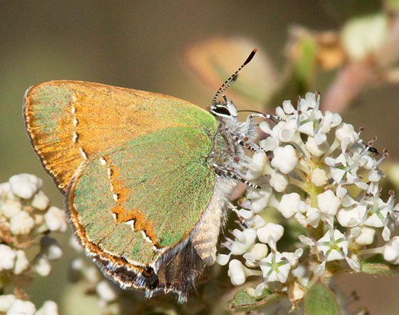 Canyon Bramble Hairstreak -- Western Green Hairstreak Callophrys affinis apama Callophrys dumetorum apama Butterfly