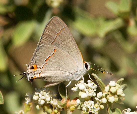 Gray Hairstreak Strymon melinus Butterfly