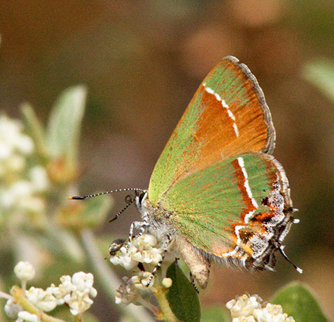 Siva Juniper Hairstreak Callophrys gryneus Butterfly