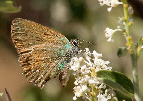 Canyon Bramble Hairstreak -- Western Green Hairstreak Callophrys affinis apama Callophrys dumetorum apama Butterfly