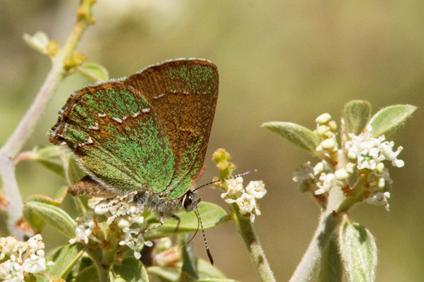 Canyon Bramble Hairstreak -- Western Green Hairstreak Callophrys affinis apama Callophrys dumetorum apama Butterfly