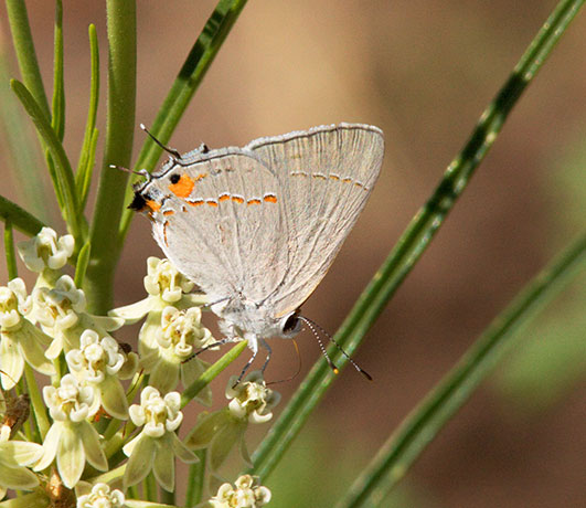 Gray Hairstreak Strymon melinus Butterfly