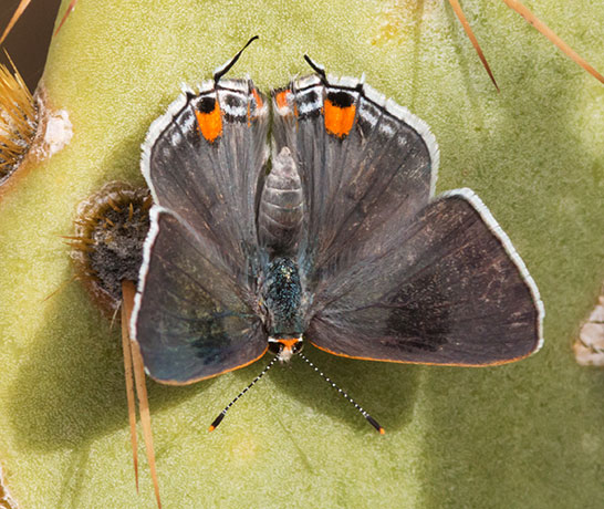 Gray Hairstreak Strymon melinus Butterfly