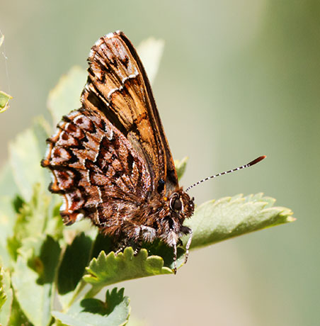 Western Pine Elfin Callophrys eryphon Butterfly