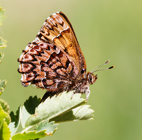 Western Pine Elfin Callophrys eryphon Butterfly