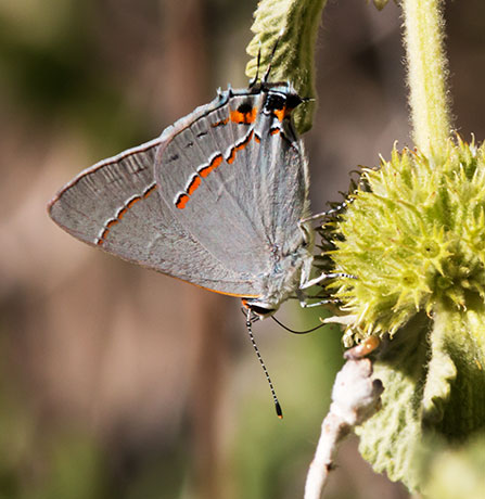Gray Hairstreak Strymon melinus Butterfly